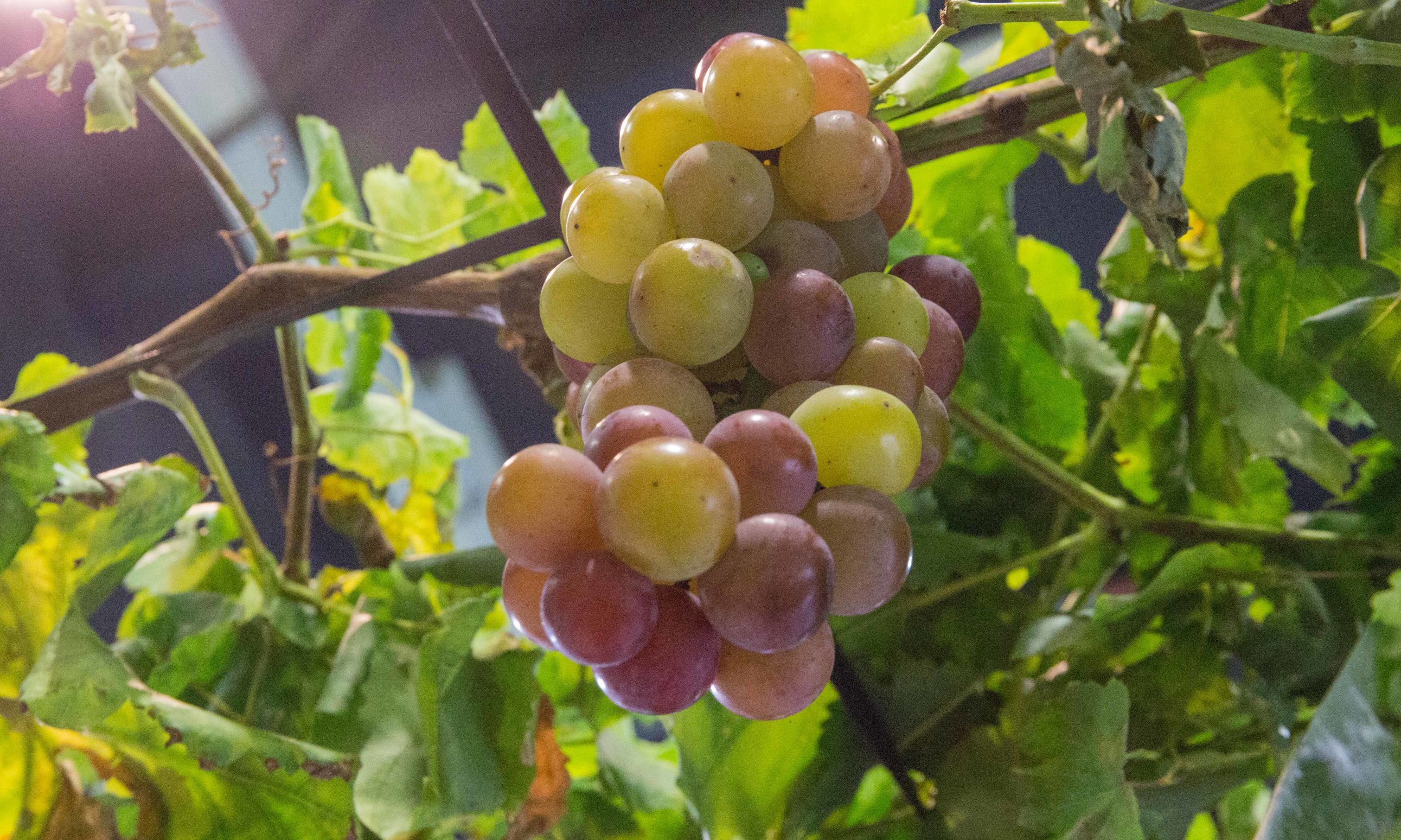 浙江农博会藏梨,在展博会体验满满未来感