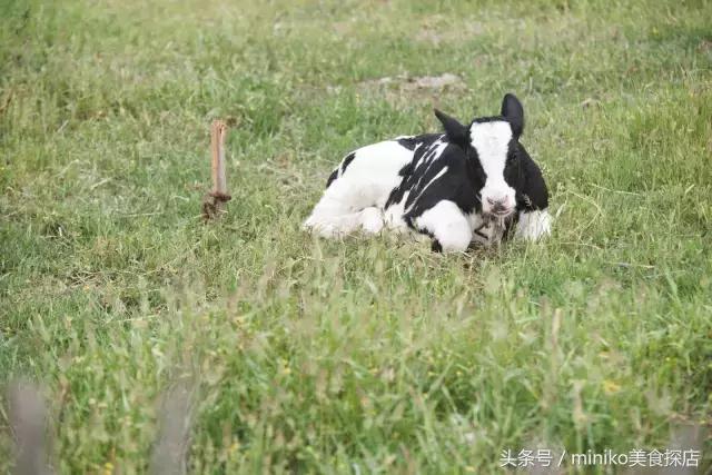 成都周边农场推荐,成都周边最有特色的农场
