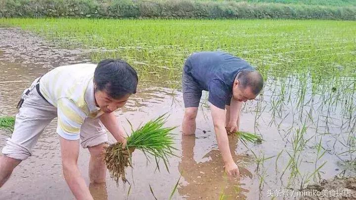 成都周边农场推荐,成都周边最有特色的农场