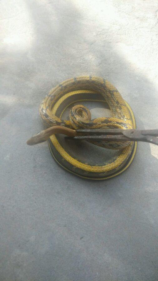 眼镜蛇进家里是什么前兆,蛇进家里是什么前兆该怎么处理