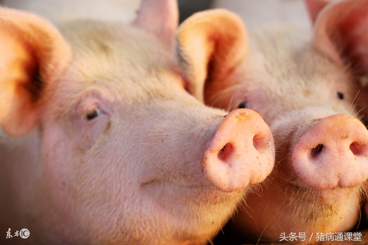 消防员猪中暑,猪中暑怎么办最有效方法