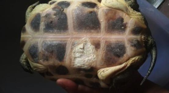 酒精可以治疗乌龟腐甲吗,腐甲腐皮的乌龟怎么治疗