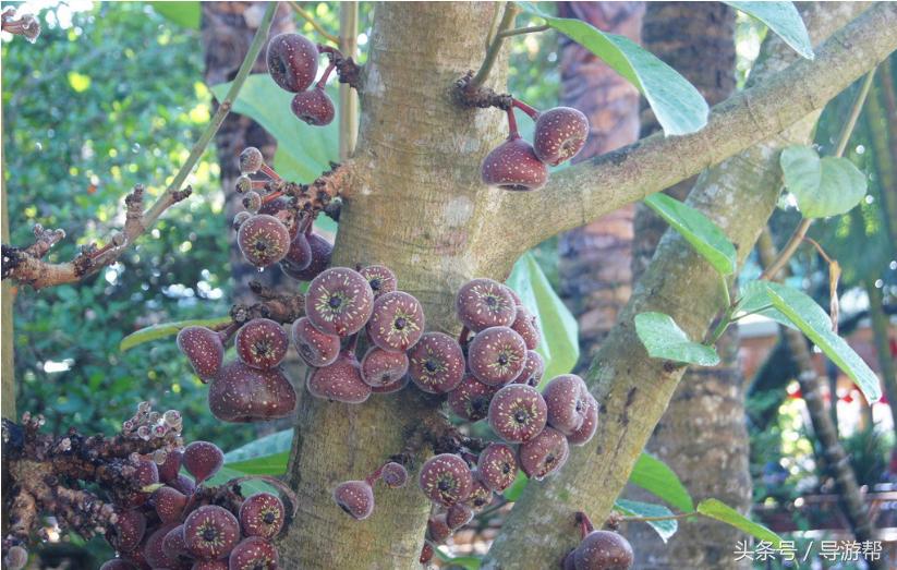 海南三亚当地导游推荐,海南三亚导游词鹿回头