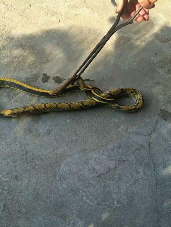 眼镜蛇进家里是什么前兆,蛇进家里是什么前兆该怎么处理