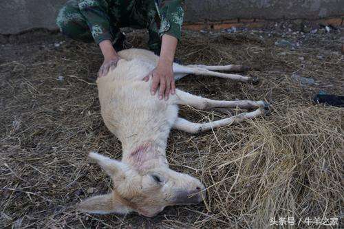 牛羊哪几种穴位可以注射药物,牛羊灌药的正确方法