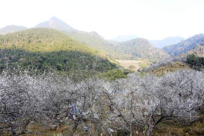 那一片花海原版视频,那一片香雪海