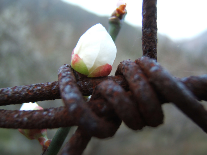 那一片花海原版视频,那一片香雪海