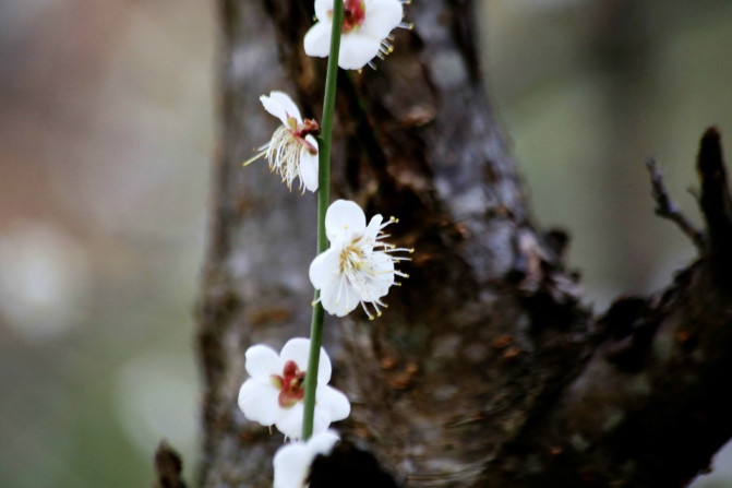 那一片花海原版视频,那一片香雪海