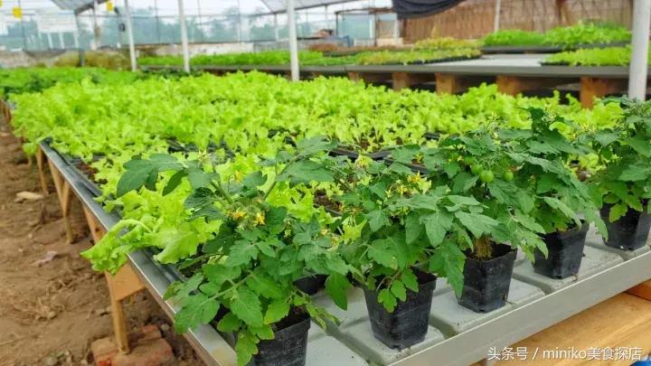 成都周边农场推荐,成都周边最有特色的农场