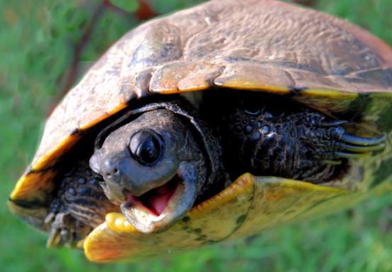 酒精可以治疗乌龟腐甲吗,腐甲腐皮的乌龟怎么治疗