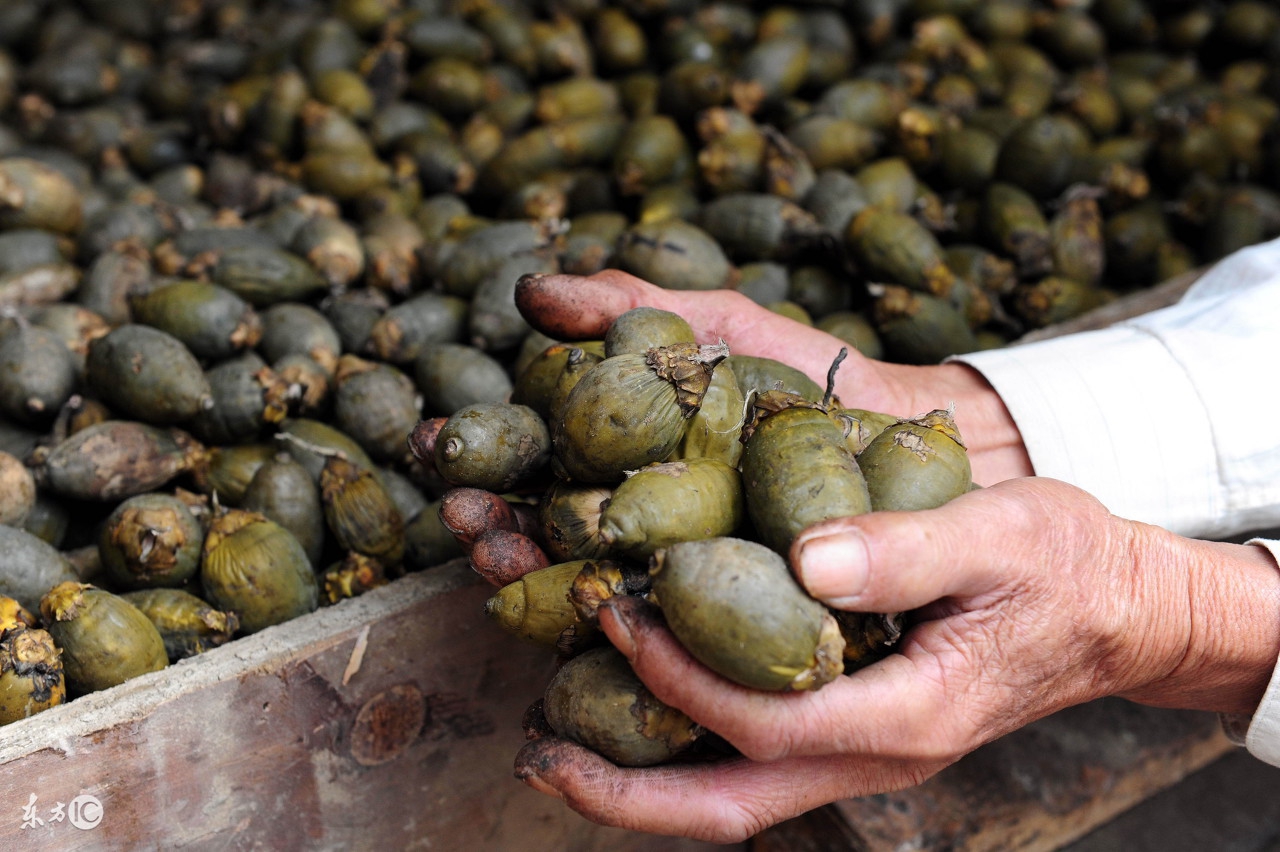 槟榔产业背后的秘密,槟榔行业前景堪忧