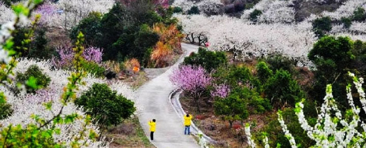 那一片花海原版视频,那一片香雪海
