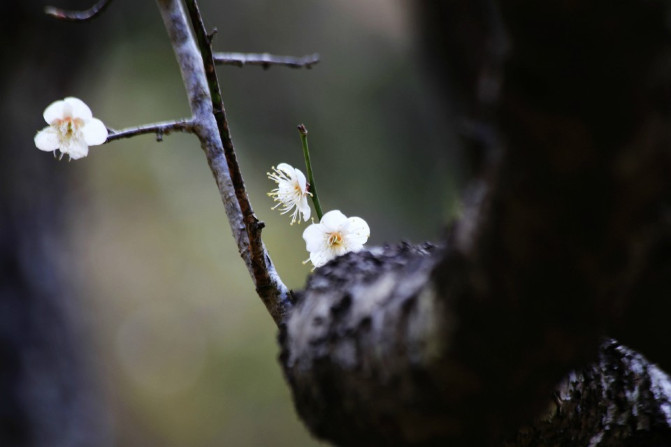 那一片花海原版视频,那一片香雪海