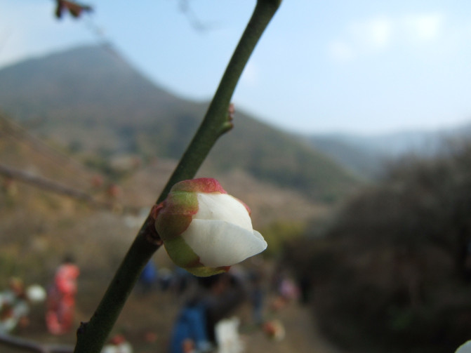 那一片花海原版视频,那一片香雪海