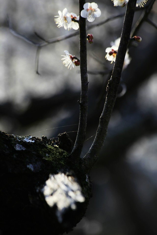 那一片花海原版视频,那一片香雪海