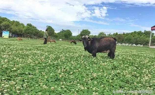 成都周边农场推荐,成都周边最有特色的农场