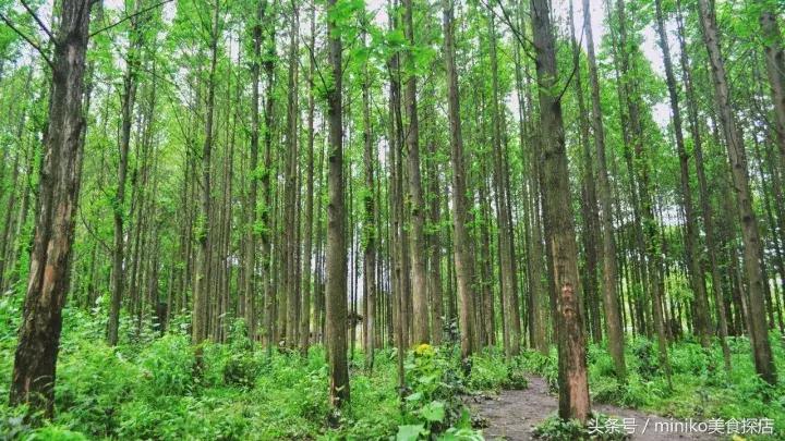 成都周边农场推荐,成都周边最有特色的农场