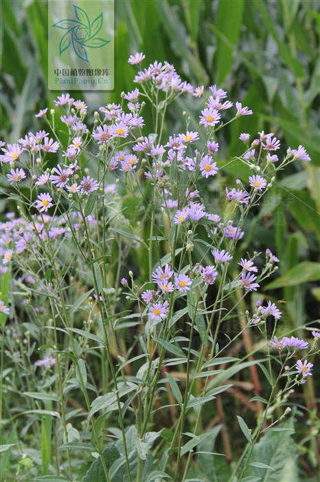 认识常见中草药,认识各种草药视频