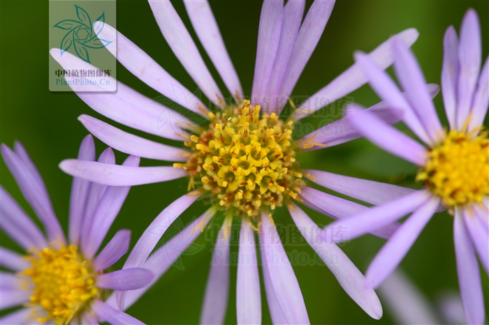 认识常见中草药,认识各种草药视频