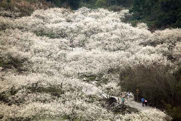 那一片花海原版视频,那一片香雪海