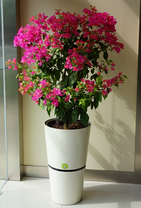 盆花烂根解决小妙招,绿植脱水怎么补救