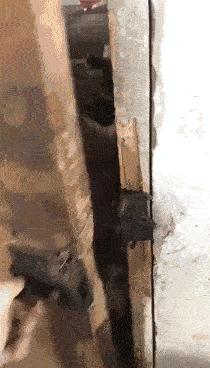 鱼，鱼，我的鱼呢？