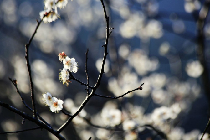 那一片花海原版视频,那一片香雪海