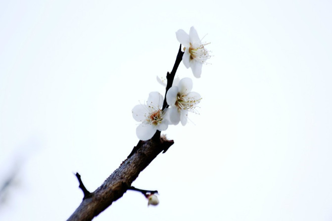 那一片花海原版视频,那一片香雪海
