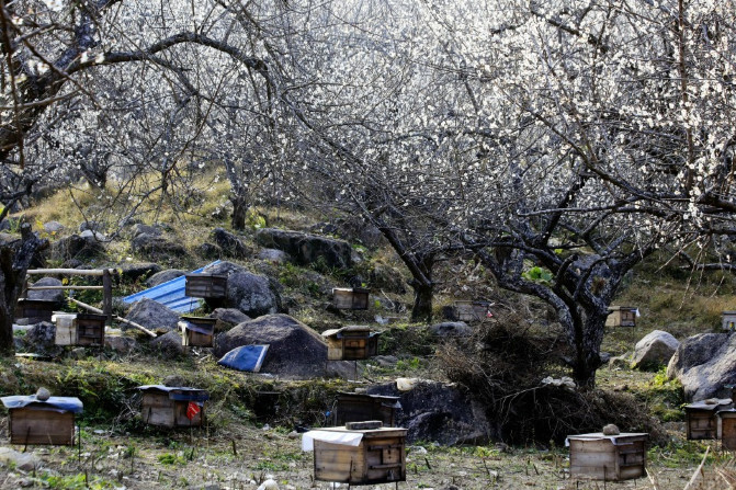 那一片花海原版视频,那一片香雪海
