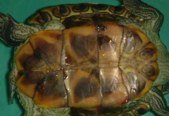 酒精可以治疗乌龟腐甲吗,腐甲腐皮的乌龟怎么治疗