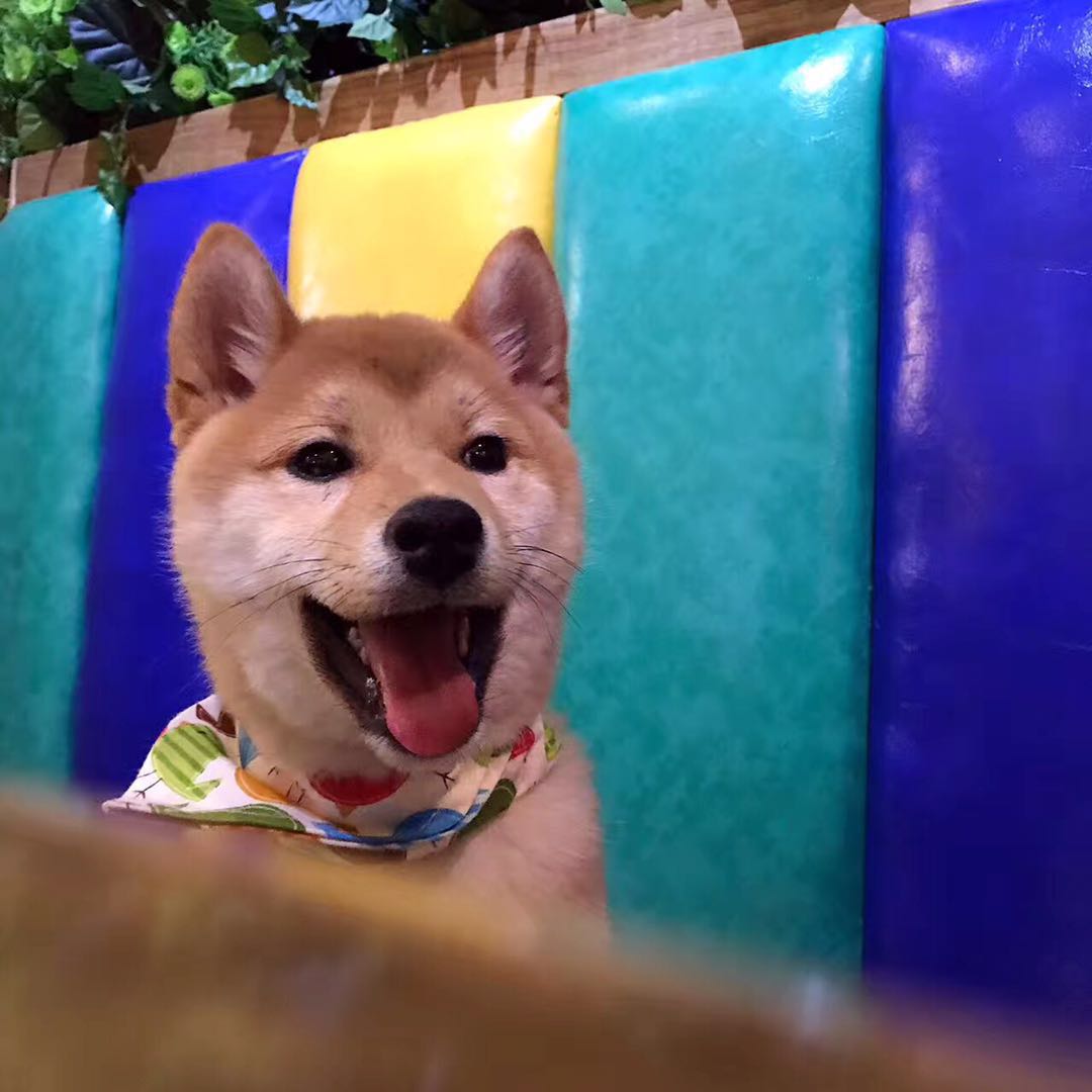 有一种担心叫心疼和愧疚,有人说柴犬是土狗该怎么办