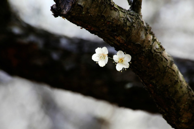 那一片花海原版视频,那一片香雪海