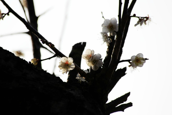 那一片花海原版视频,那一片香雪海