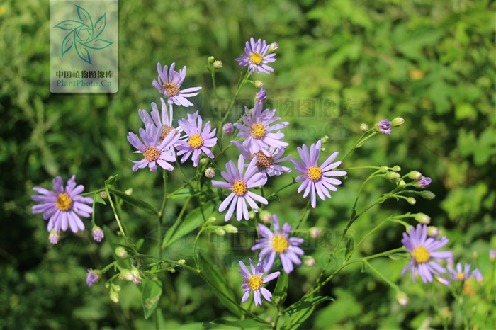 认识常见中草药,认识各种草药视频