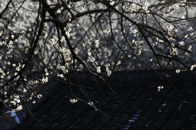 那一片花海原版视频,那一片香雪海