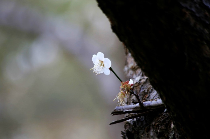 那一片花海原版视频,那一片香雪海