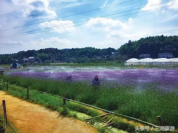 株洲哪里有花海可以看,株洲沿江风光带花海