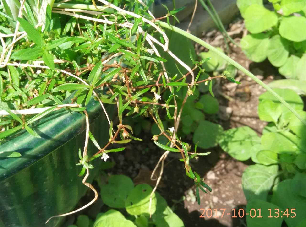 潮汕的急性阑尾炎偏方