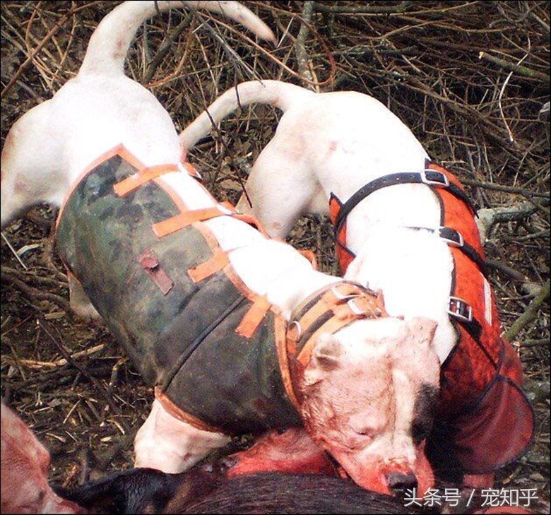 獠牙就是勋章，血染白甲的杜高犬，为狩猎而生，为狩猎而死