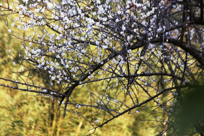 那一片花海原版视频,那一片香雪海