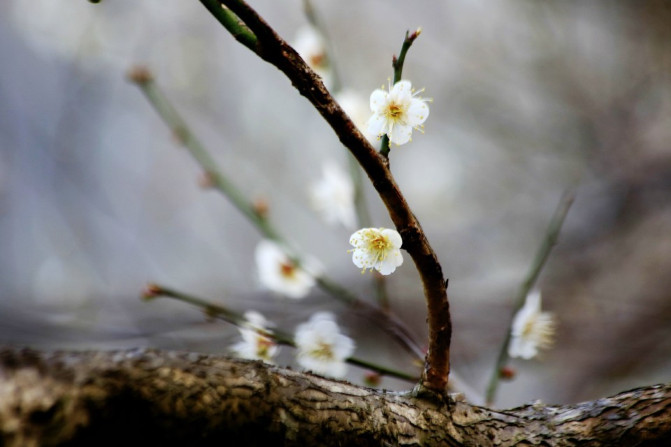 那一片花海原版视频,那一片香雪海