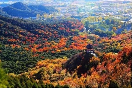 北京不容错过的赏花路线,北京香山红叶林观看最佳时间