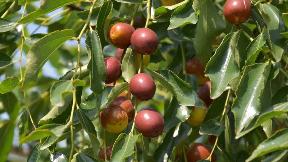 京郊采摘,秋天京郊采摘好去处