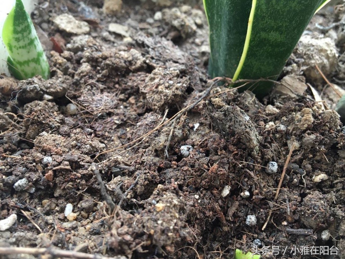 养花盆土板结可以加什么进去松软,花盆土板结打理方法