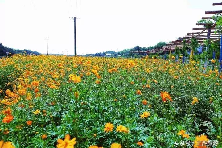 株洲哪里有花海可以看,株洲沿江风光带花海