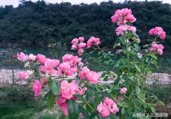 株洲哪里有花海可以看,株洲沿江风光带花海