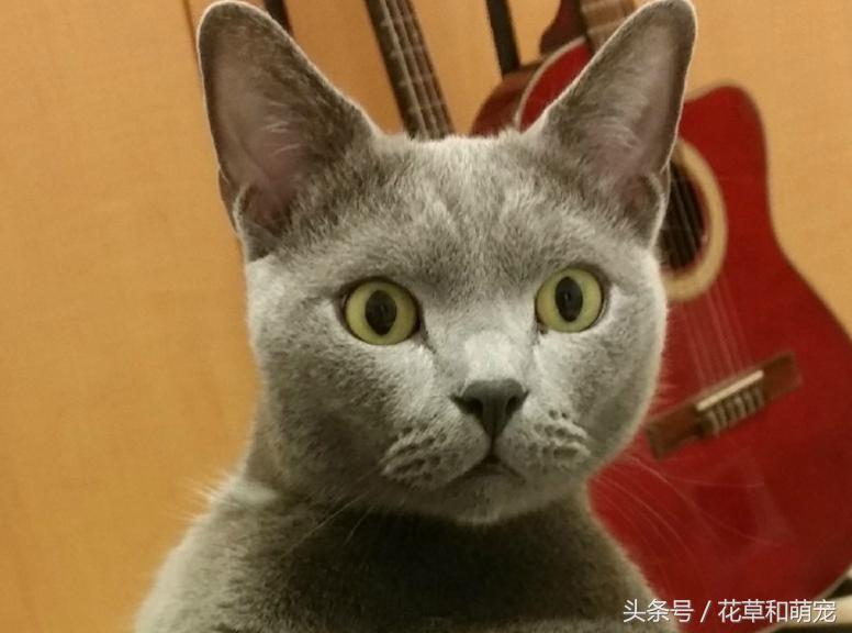 猫咪睡着突然弹一下,猫咪睡着了一碰它就哼哼唧唧