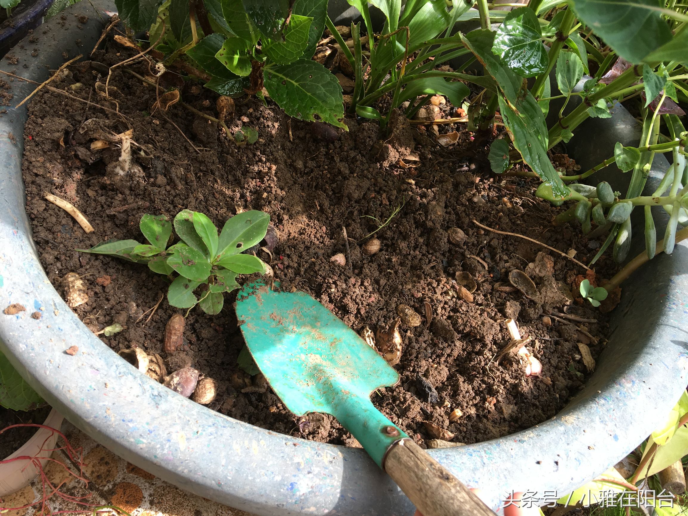 养花盆土板结可以加什么进去松软,花盆土板结打理方法