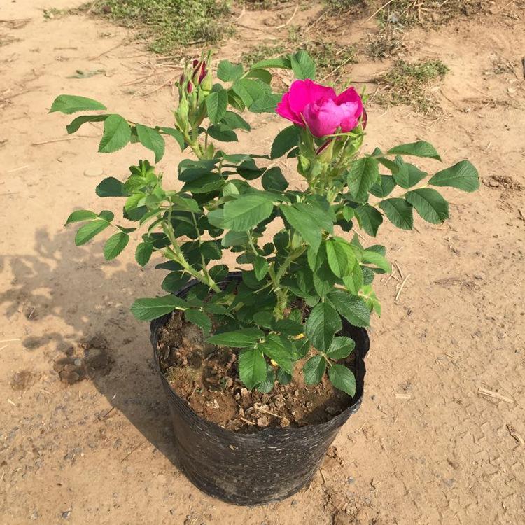 盆栽玫瑰花叶子发黄怎么办,盆栽玫瑰花叶子蔫了怎么办