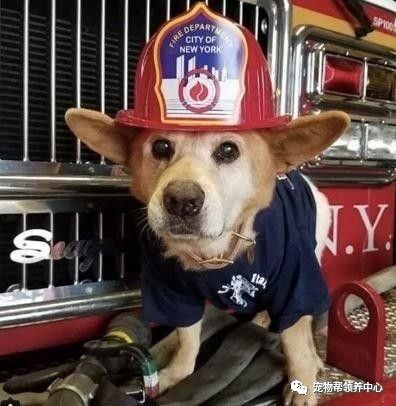 流浪狗被抛弃后又不幸得重病,流浪狗生病被救助